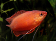 Гурами медовый красный (Trichogaster chuna - Colisa sota)