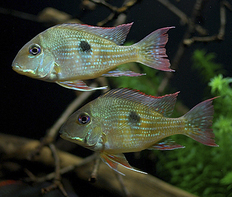 Геофагус суринамский (Geophagus surinamensis)