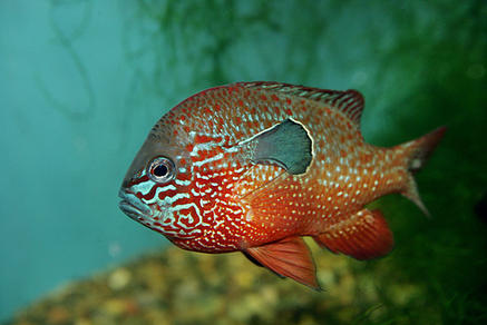 Окунь солнечный оранжевый длинноухий (Lepomis Megalotis)