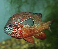 Окунь солнечный оранжевый длинноухий (Lepomis Megalotis)