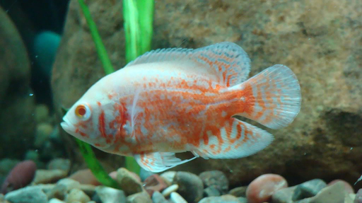 Астронотус-оскар альбинос (Astronotus ocellatus var.Albino)