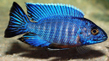 Аулонокара Ньяса голубая (Aulonocara nyassae var.Blue)