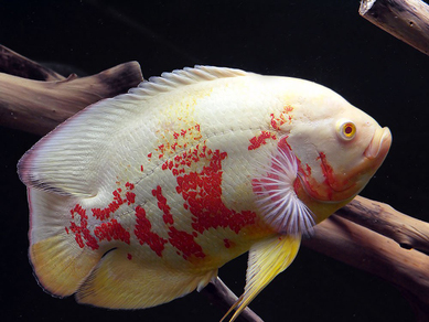 Астронотус-оскар альбинос (Astronotus ocellatus var.Albino)