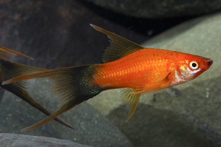 Меченосец вилочный (Xiphophorus hellerii var.)