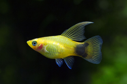 Пецилия высокоплавничная (Xiphophorus variatus)