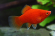 Пецилия красная (Xiphophorus maculatus var.Red)