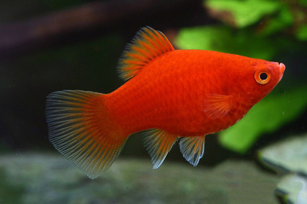 Пецилия красная (Xiphophorus maculatus var.Red)