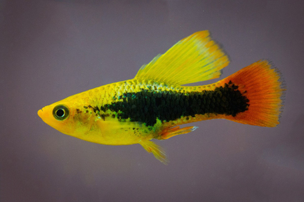 Пецилия гавайская (Xiphophorus maculatus var.Hawaiian)