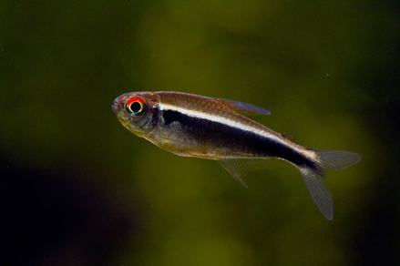 Неон черный (Hyphessobrycon herbertaxelrodi)