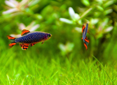 Микрорасбора галактика (Danio margaritatus)