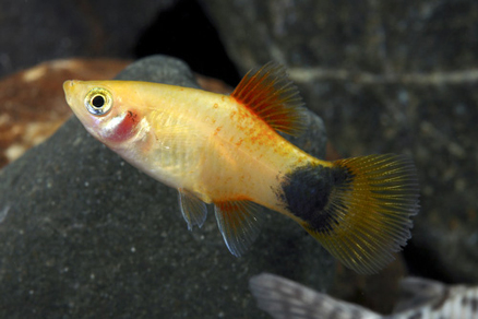 Пецилия красная – коралловая (Xiphophorus maculatus var.Red coral)