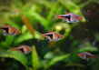 Расбора клиновидная (Rasbora heteromorpha)