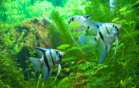 Скалярия голубая (Pterophyllum scalare var.Blue)