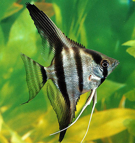 Скалярия зебра (Pterophyllum scalare var.Zebra)