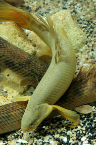 Полиптерус сенегальский (Polypterus senegalus)