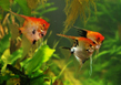 Скалярия трехцветная (Pterophyllum scalare var.Koi)