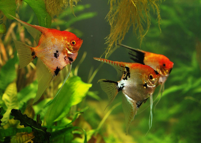 Скалярия трехцветная (Pterophyllum scalare var.Koi)