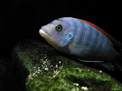 Псевдотрофеус Грешаки (Pseudotropheus greshakei)