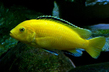 Лабидохромис церулиус – желтый (Labidochromis caeruleus var.Yellow)