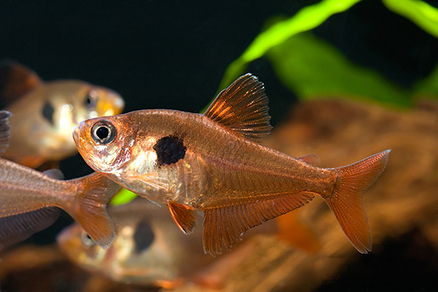 Орнатус красный (Hyphessobrycon sweglesi)