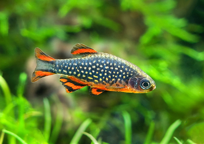 Микрорасбора галактика (Danio margaritatus)