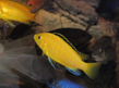 Лабидохромис церулиус – желтый (Labidochromis caeruleus var.Yellow)