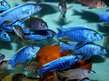 Хаплохромис васильковый (Sciaenochromis ahli)