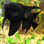 Скалярия черная (Pterophyllum scalare var.Black)