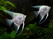 Скалярия платиновая (Pterophyllum scalare var.Platinum)