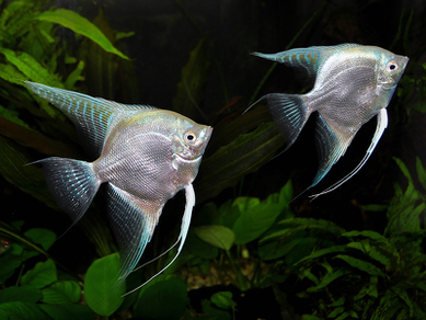 Скалярия платиновая (Pterophyllum scalare var.Platinum)