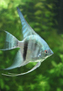 Скалярия голубая (Pterophyllum scalare var.Blue)