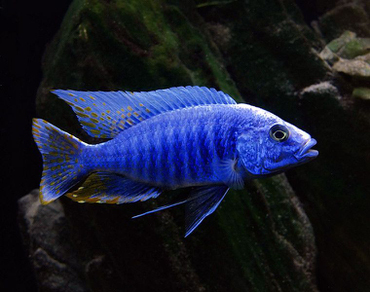 Хаплохромис васильковый (Sciaenochromis ahli)