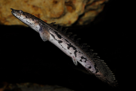 Полиптерус Эндлихера (Polypterus endlicheri)