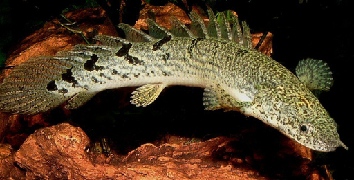 Полиптерус Дельхези (Polypterus delhezi)