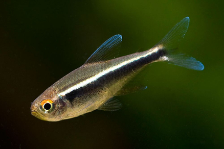 Неон черный (Hyphessobrycon herbertaxelrodi)