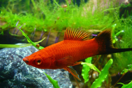 Меченосец чернохвостый (Xiphophorus hellerii var.)