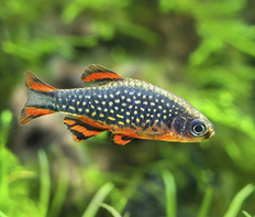 Микрорасбора галактика (Danio margaritatus)