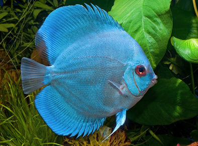 Дискус "Голубой алмаз" (Symphysodon aequifasciata var.Blue Diamond)