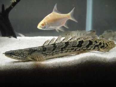 Полиптерус Дельхези (Polypterus delhezi)