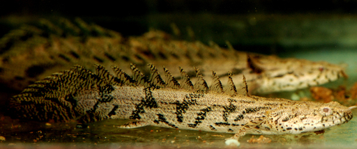 Полиптерус Эндлихера (Polypterus endlicheri)