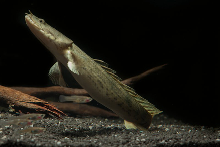 Полиптерус Эндлихера (Polypterus endlicheri)