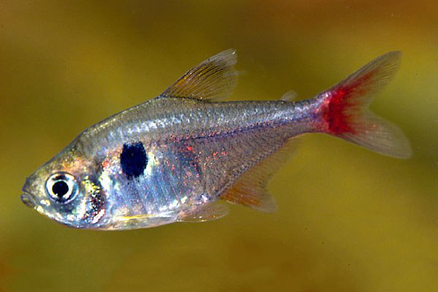 Орнатус желто-красный (Hyphessobrycon roseus)