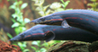 Мастацембел краснополосый (Mastacembelus erythrotaenia)