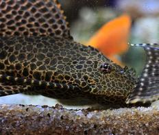 Птеригоплихт парчовый (Glyptoperichthys gibbiceps)