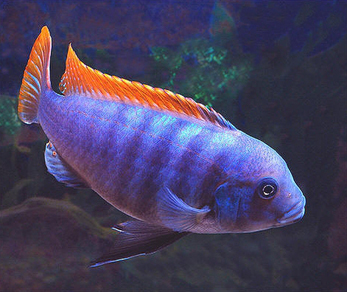 Псевдотрофеус Грешаки (Pseudotropheus greshakei)