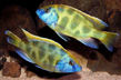 Хаплохромис венустус (Nimbochromis venustus)