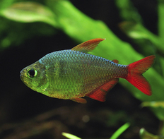 Тетра сапфировая (Hyphessobrycon equadoriensis)