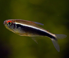 Неон черный (Hyphessobrycon herbertaxelrodi)