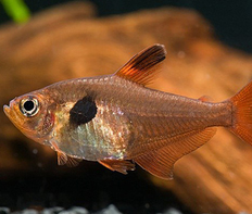 Орнатус красный (Hyphessobrycon sweglesi)