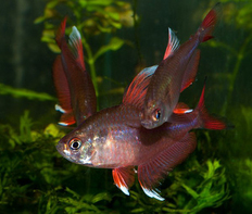 Орнатус белоплавничный (Hyphessobrycon var.White fin)